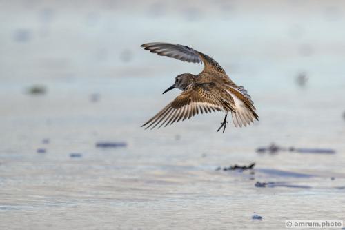 2022 amrum.photo alp 007