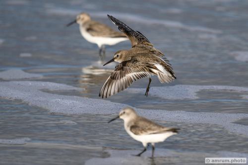 2022 amrum.photo alp 028