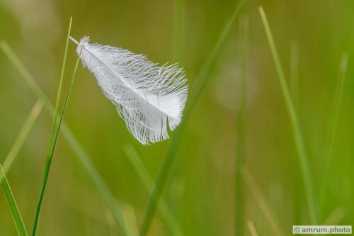 2021 amrum.photo sg 011